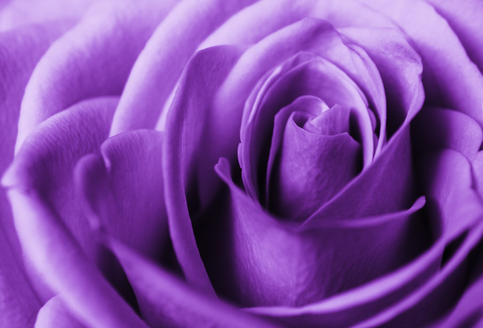 Canon EOS 2000D (EOS Rebel T7 / EOS Kiss X90 / EOS 1500D) sample photo. Purple rose, bicolor rose photography