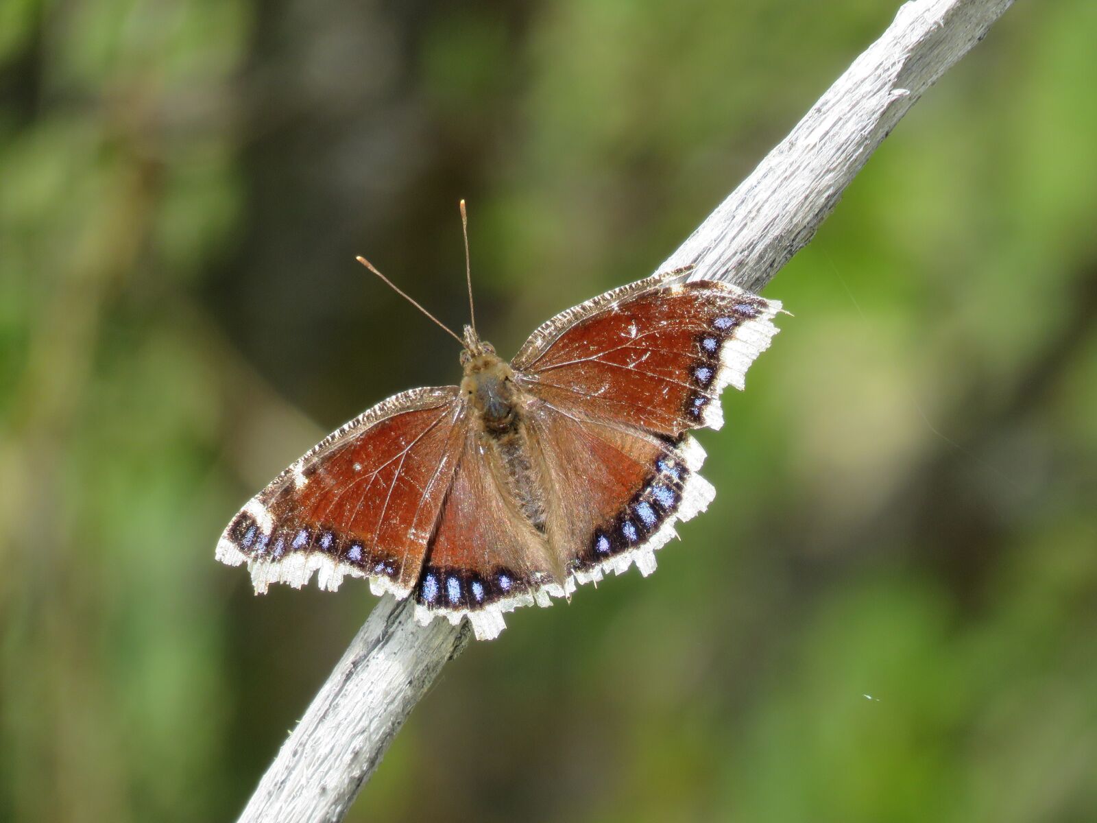 Canon PowerShot SX60 HS sample photo. Butterfly, tattered wings, insect photography