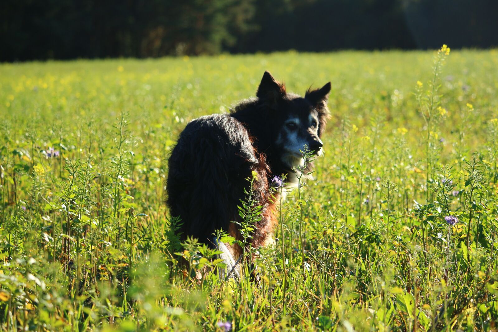 Canon EOS 100D (EOS Rebel SL1 / EOS Kiss X7) sample photo. Dog, border, border collie photography