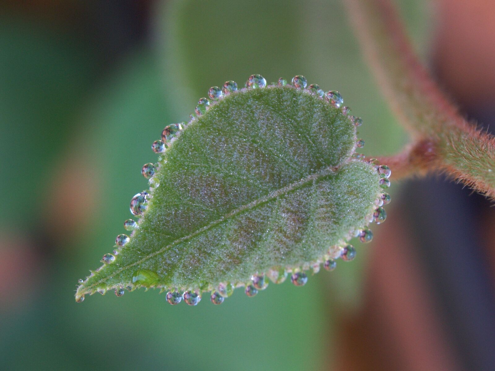KONICA MINOLTA DiMAGE A1 sample photo. Nature, kiwi photography