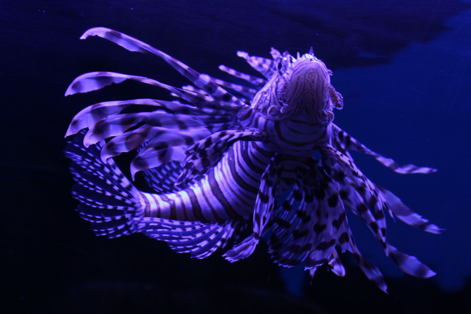 Canon EOS 1300D (EOS Rebel T6 / EOS Kiss X80) sample photo. Submerged, ocean, pisces photography
