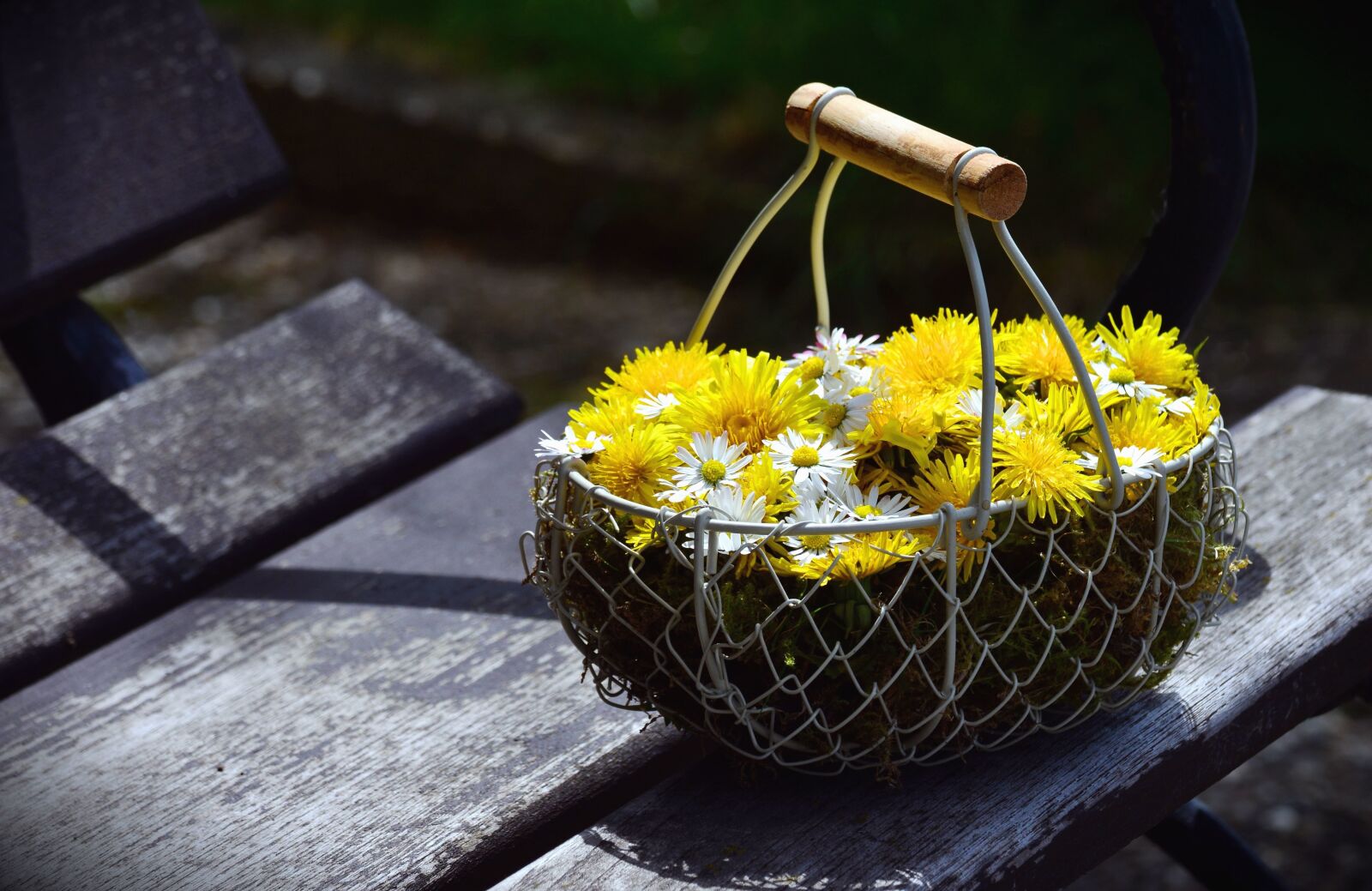 Nikon D5200 sample photo. Daisy, flower, yellow flower photography