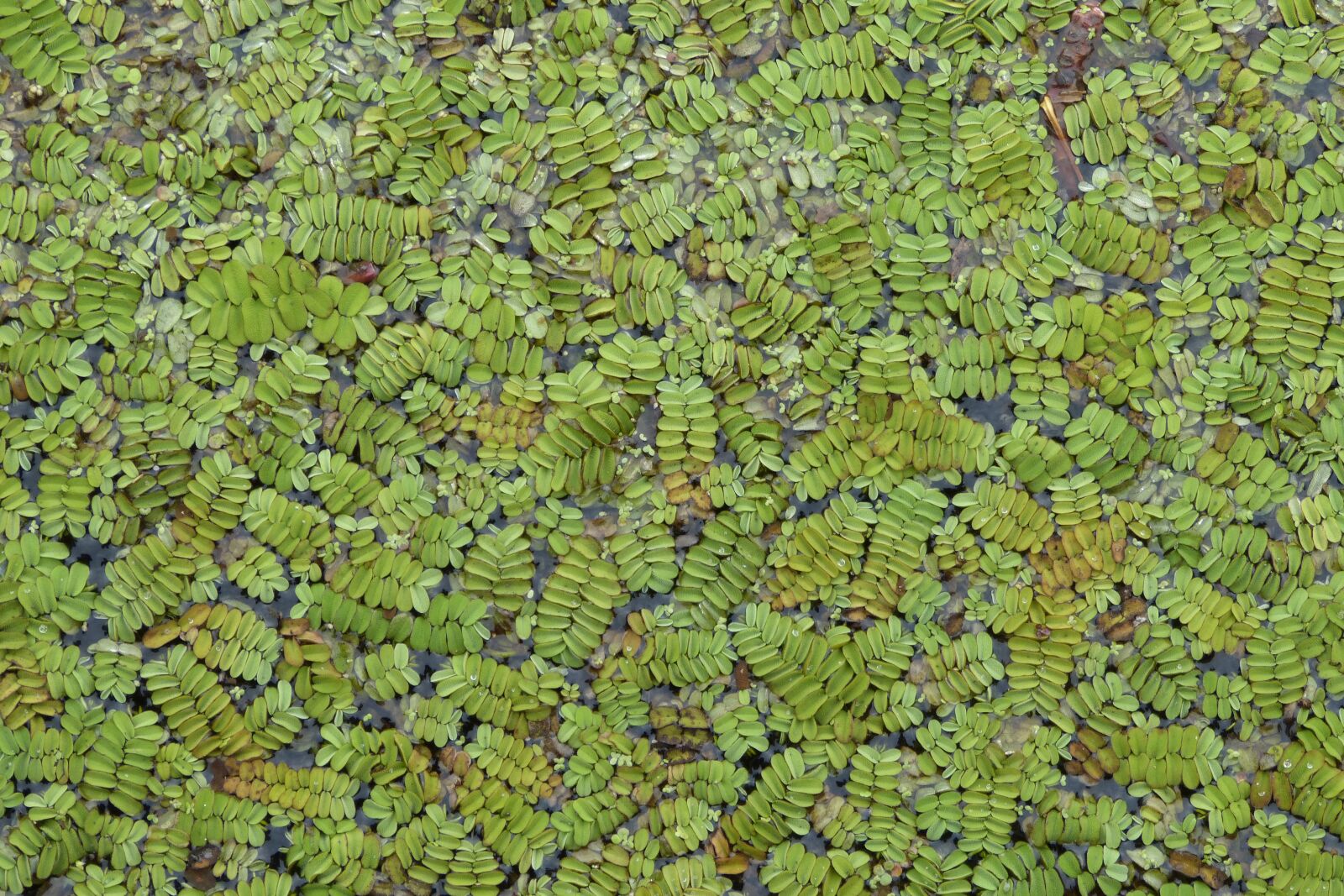 Panasonic DMC-FZ62 sample photo. Lake, plant, nature photography