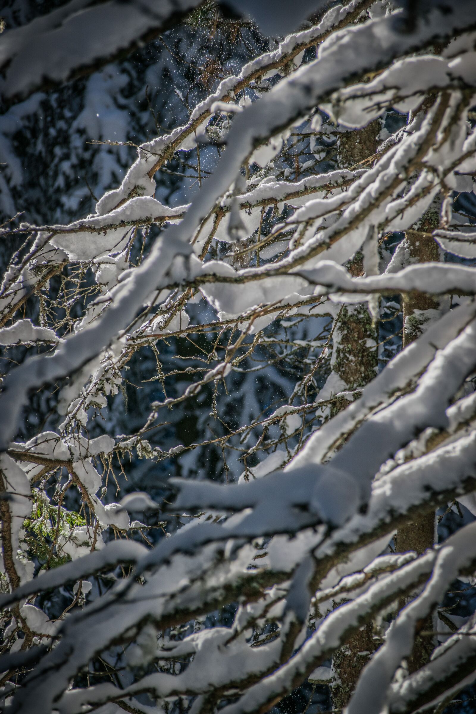 Nikon D5300 sample photo. Winter, snow, nature photography
