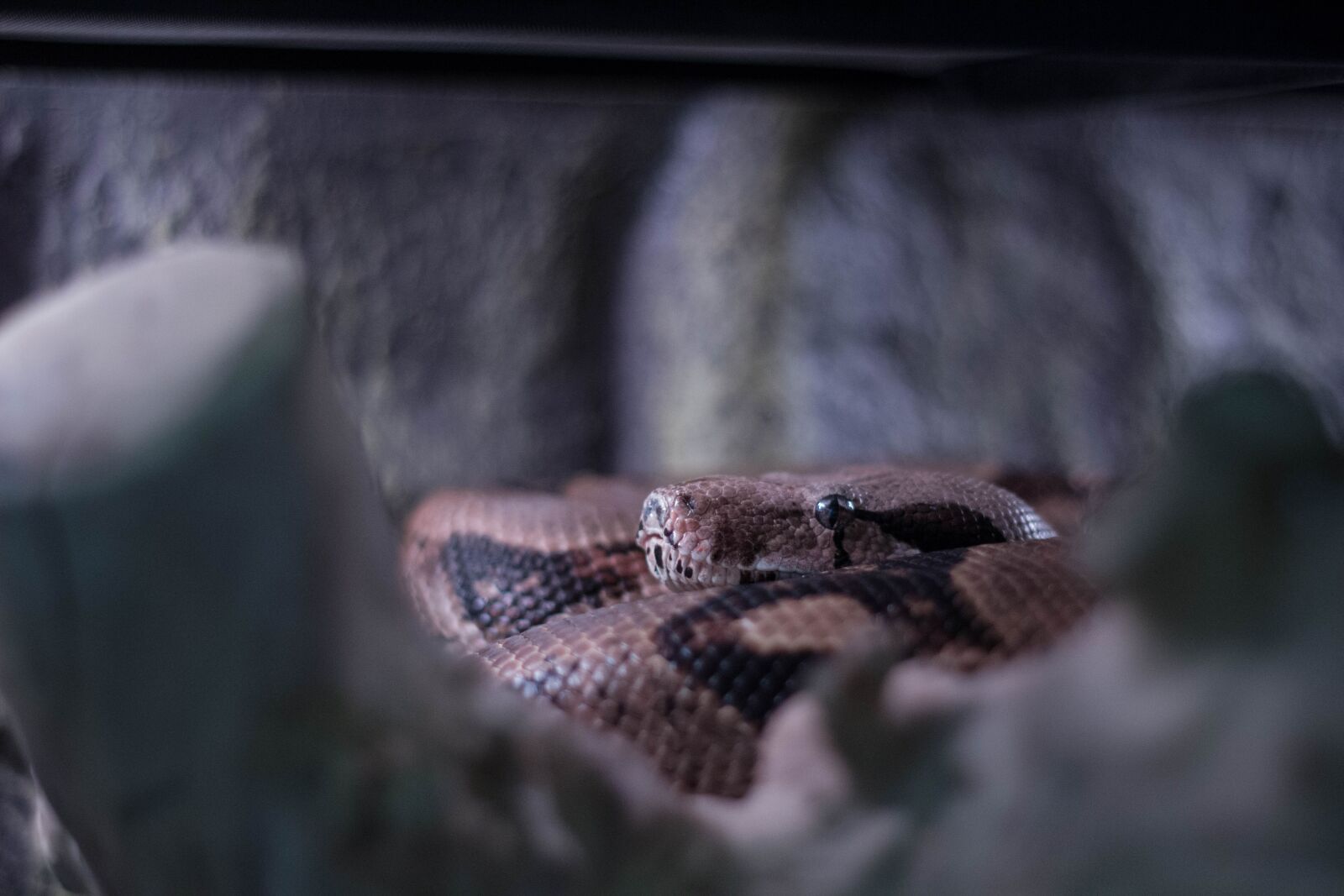Canon EOS 60D + Canon EF 50mm F1.8 II sample photo. Snake, boa, brown photography