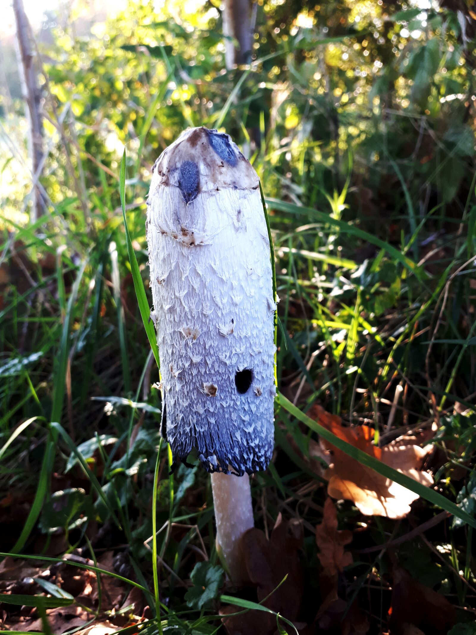Samsung Galaxy A5(2017) sample photo. Mushroom, nature, autumn photography