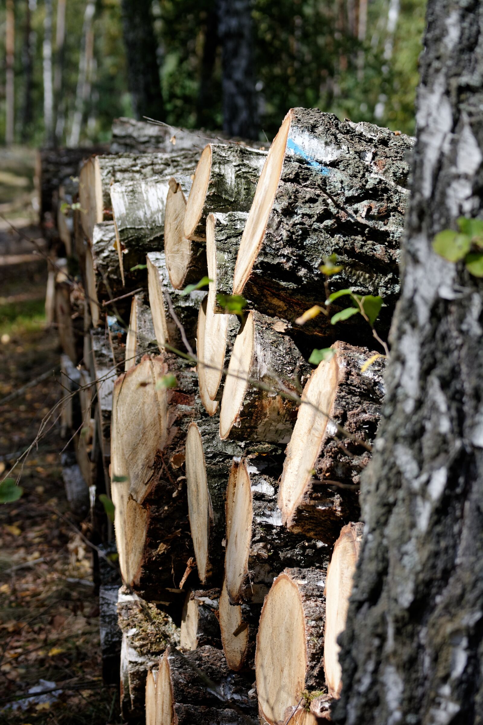Nikon D5200 sample photo. Wood, bale, felling photography