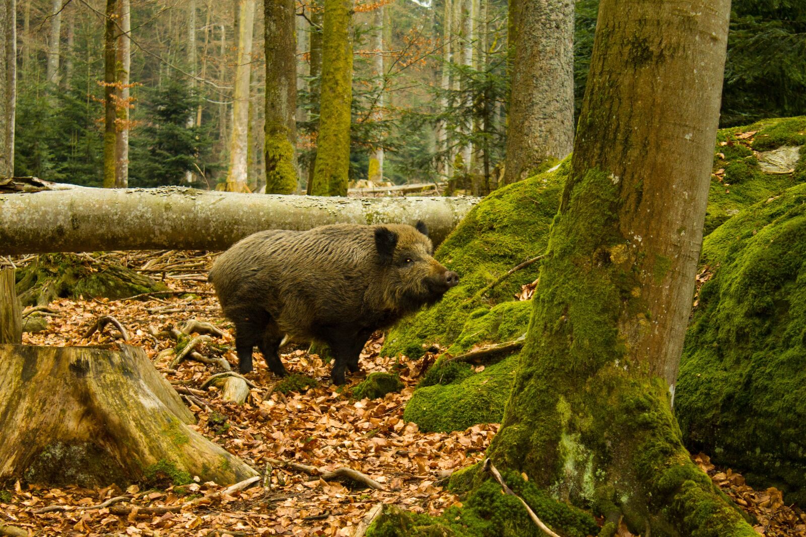 Canon EOS 1100D (EOS Rebel T3 / EOS Kiss X50) sample photo. Boar, national park bayrischerwald photography