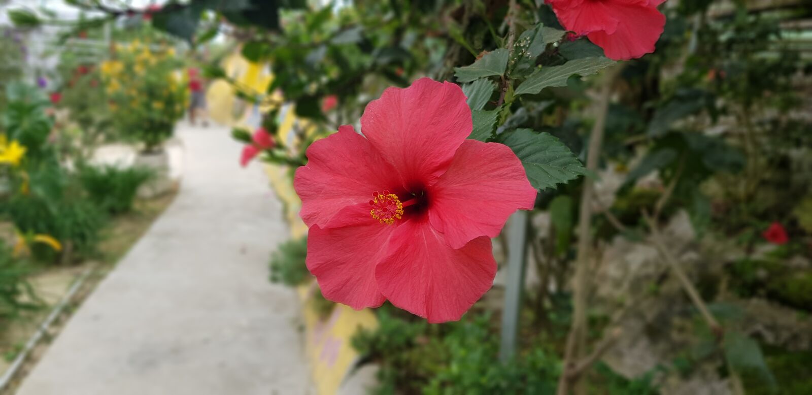 Samsung Galaxy S8+ sample photo. Flower, lovely, beauty of photography