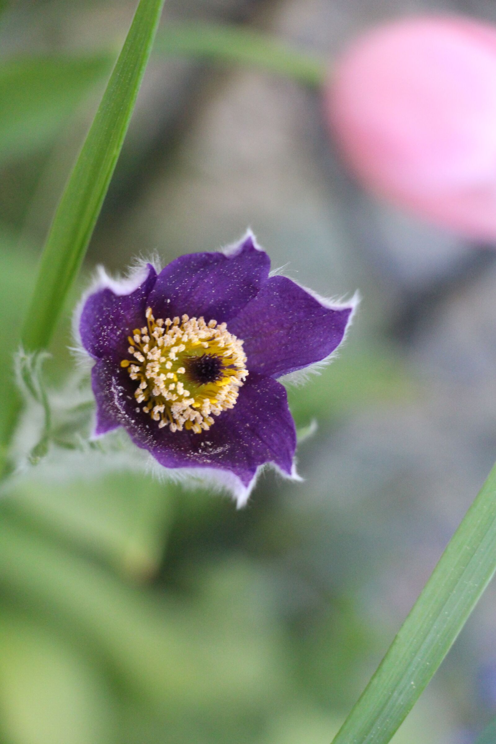 Canon EOS 700D (EOS Rebel T5i / EOS Kiss X7i) sample photo. Flower, nature, violet photography