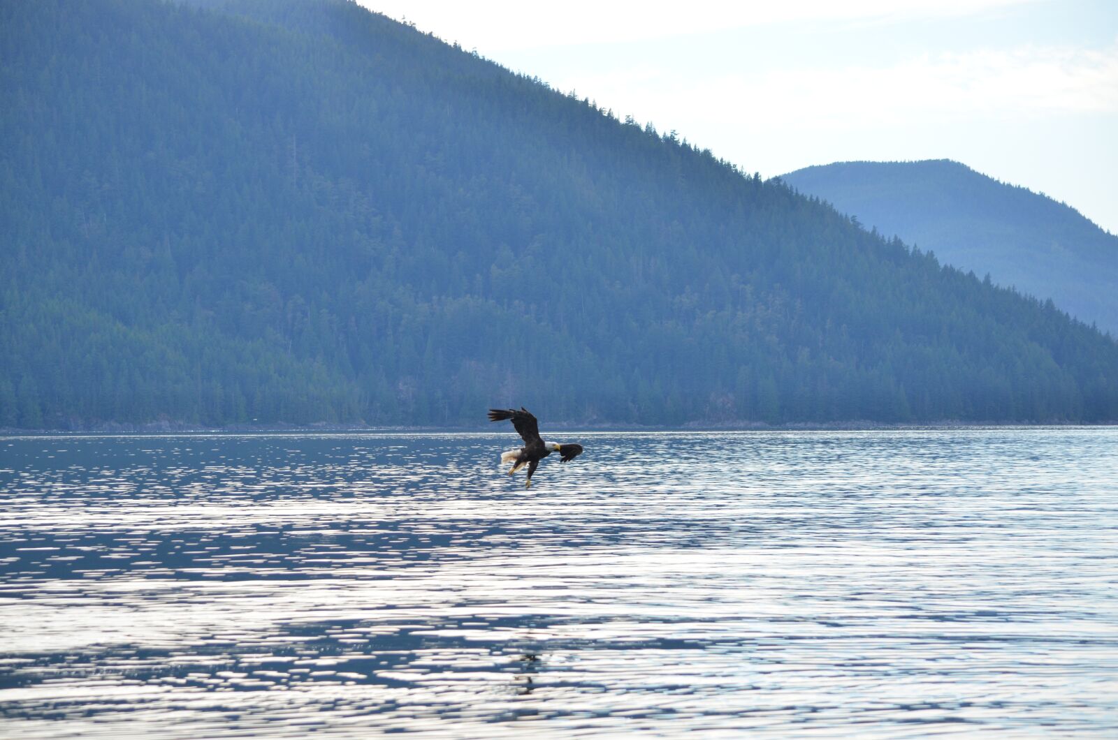 Nikon D5100 sample photo. Eagle, soaring, flying photography
