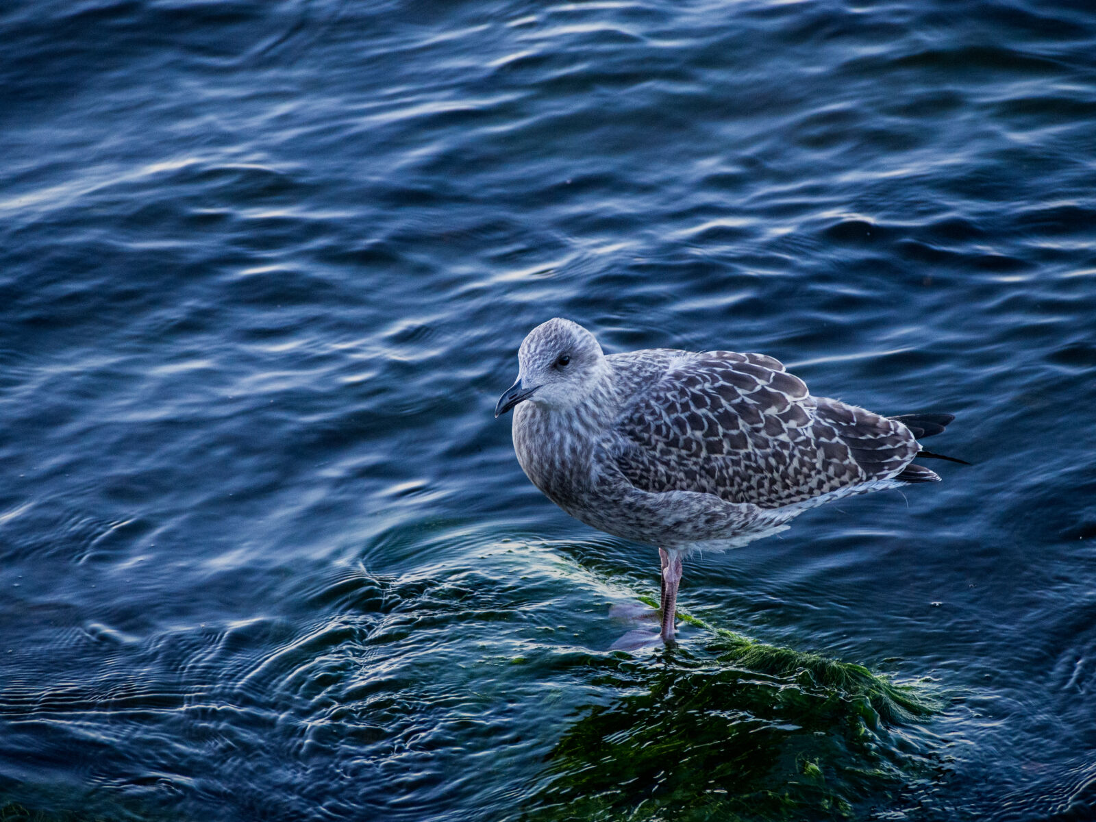 Olympus PEN E-PL5 sample photo. Gray, bird, standing, on photography