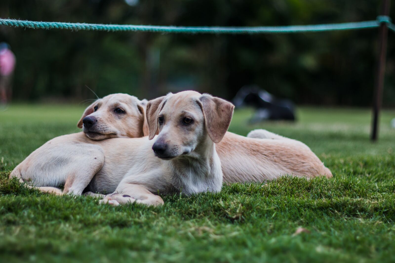Canon EOS 70D + Canon EF 50mm F1.8 II sample photo. Puppy, dog, cute photography