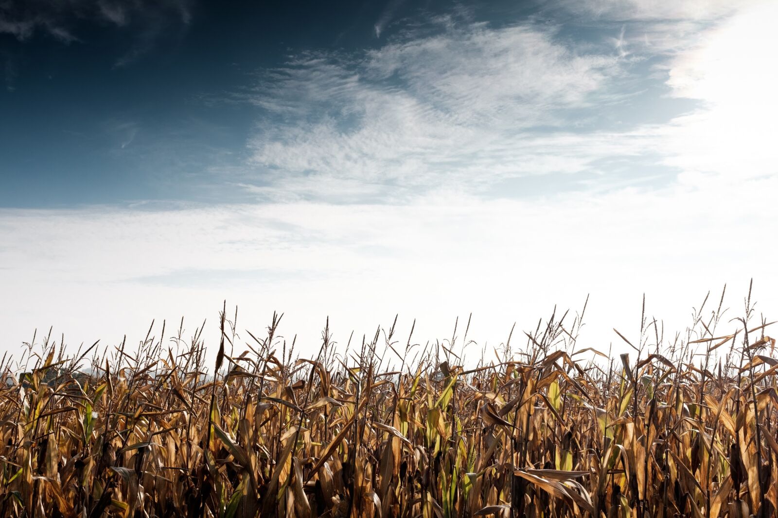 Fujifilm X100T sample photo. Crop, cropland, farm photography