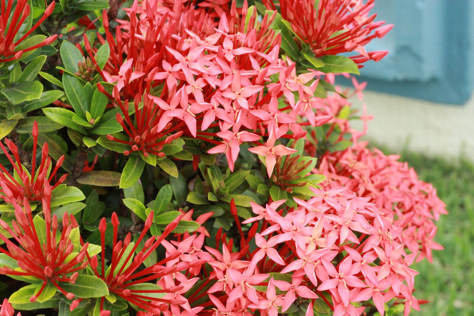 Canon EOS 60D + Canon EF 50mm F1.8 II sample photo. Flower, plant, yellow flower photography