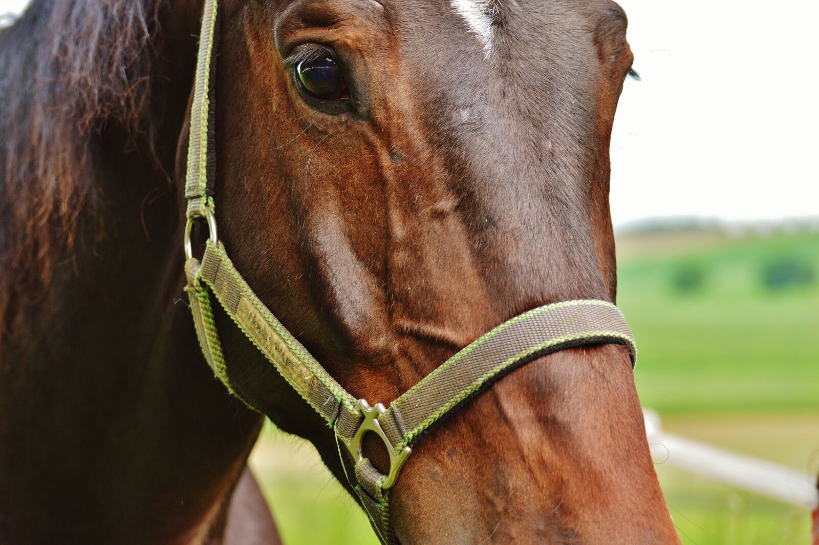 Nikon D3200 sample photo. Horse, coupling, stallion photography