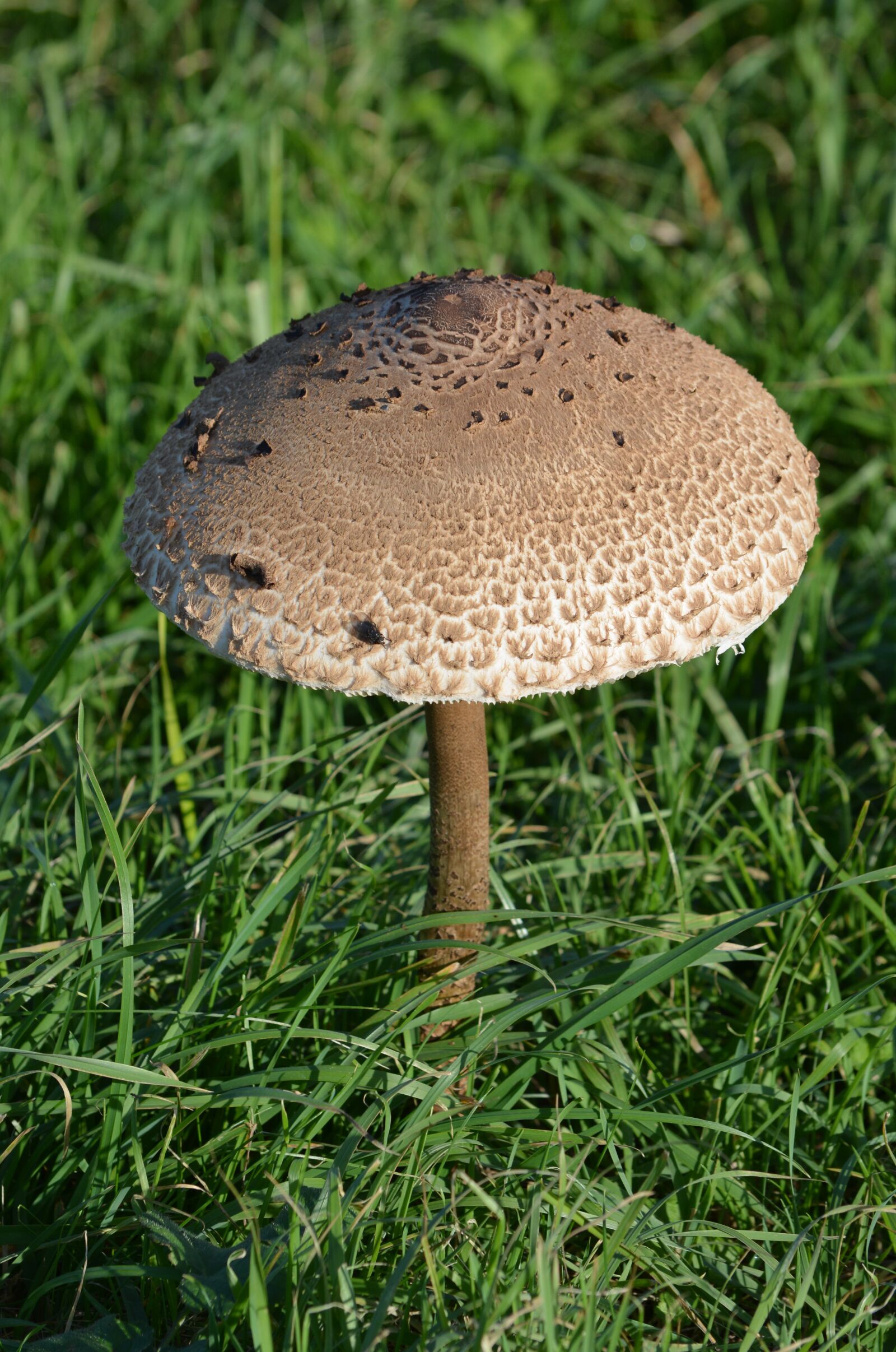 Nikon D5200 sample photo. Mushroom, nature, autumn photography