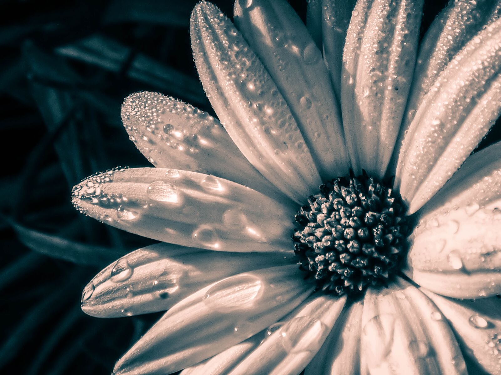 Panasonic Lumix DMC-FZ70 sample photo. Flower, raindrops, nature photography