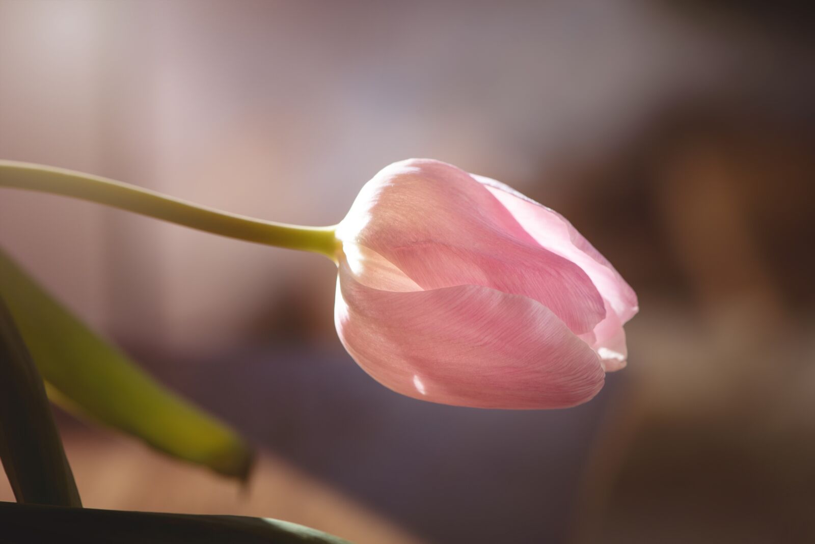 Nikon D750 sample photo. Tulip, flower, blossom photography