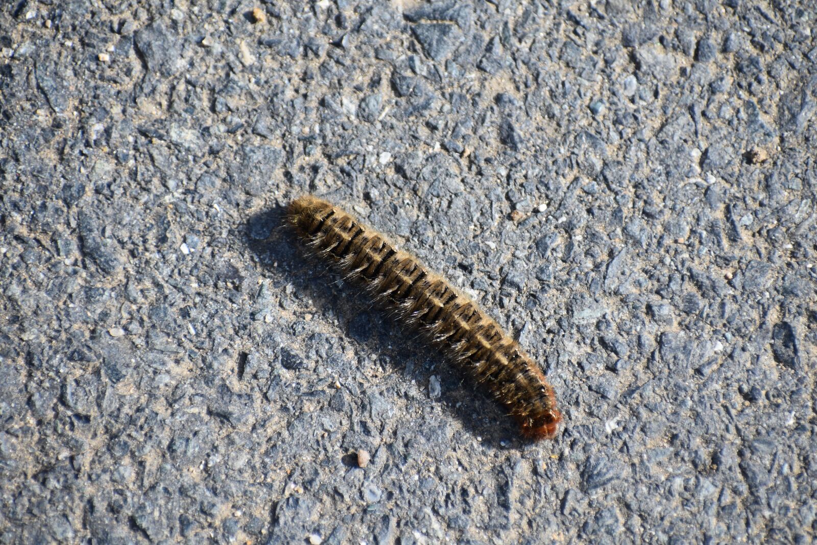 Nikon D5600 sample photo. Caterpillar, insect, larva photography