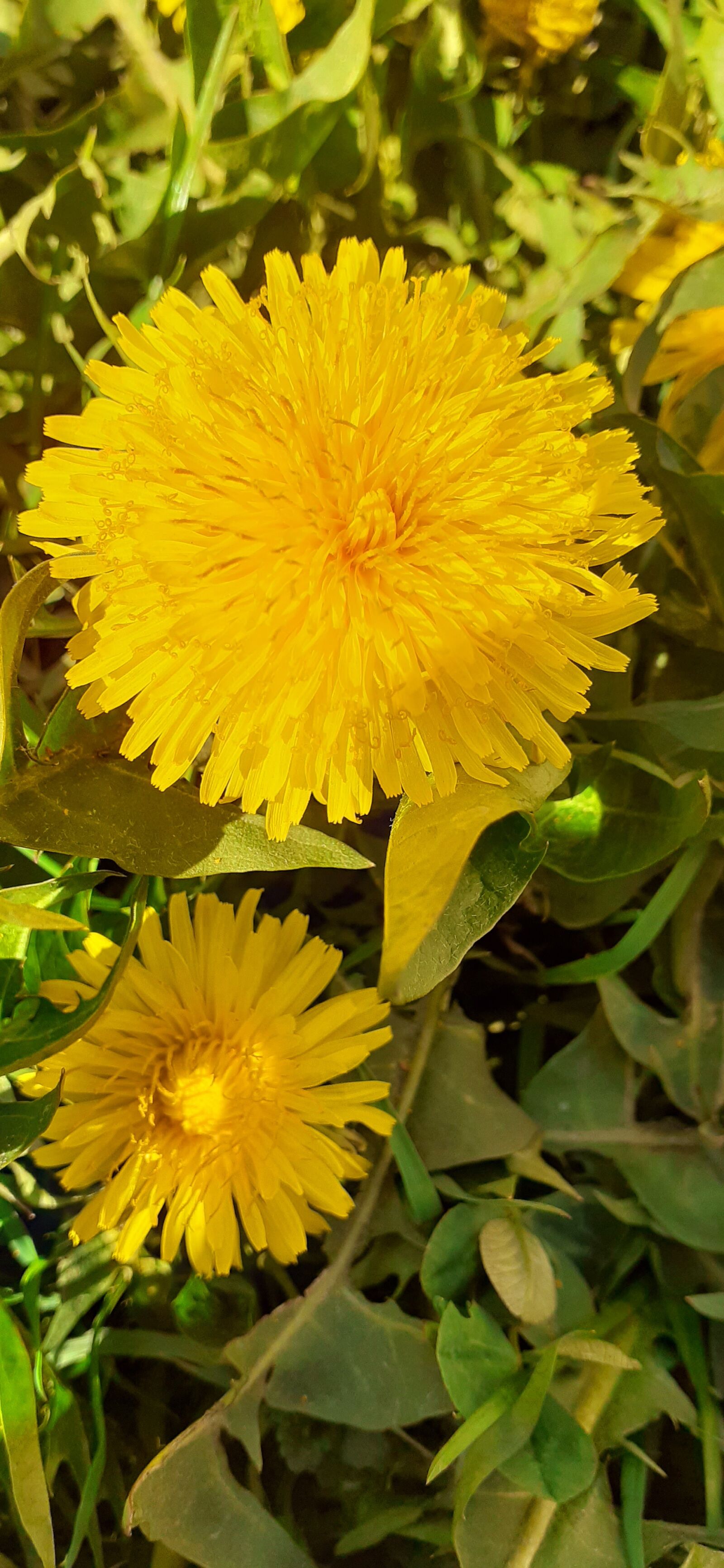 Samsung SM-A202F sample photo. Flowers, spring, color photography