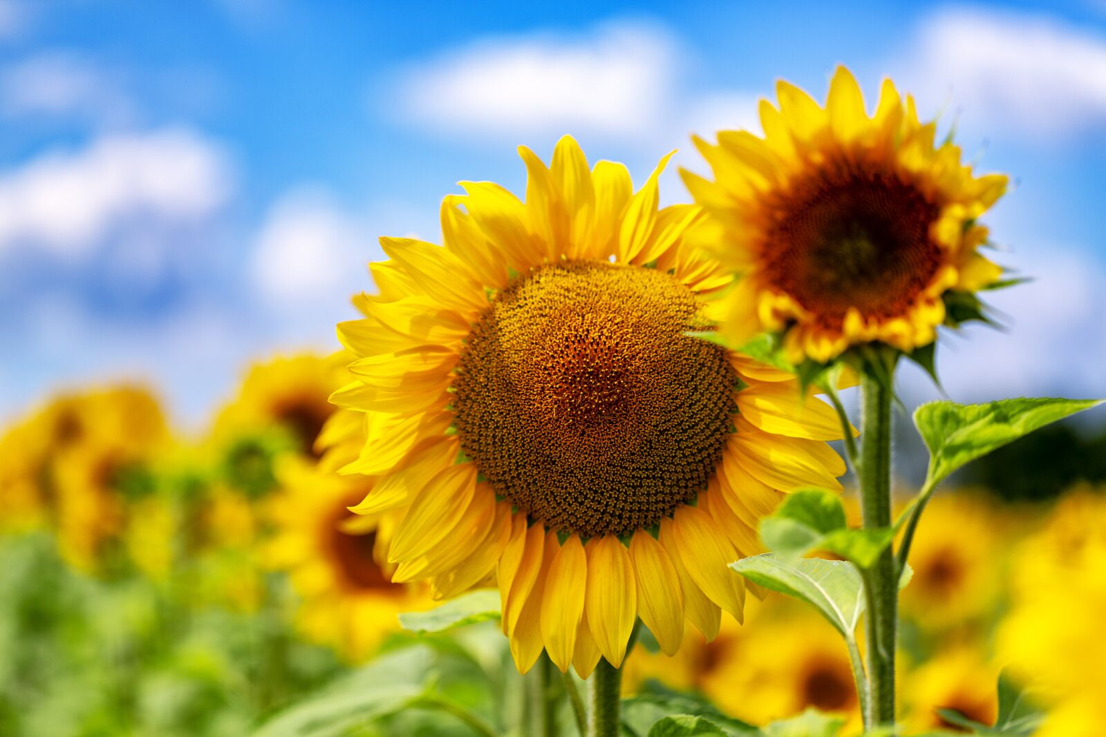 Canon EF 100mm F2.8L Macro IS USM sample photo. Summer, sunflower time, sunflower photography