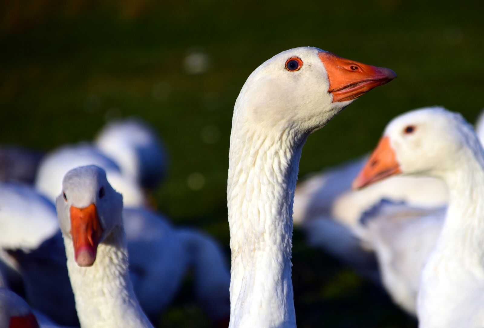 Nikon D3300 sample photo. Goose, st martin's goose photography