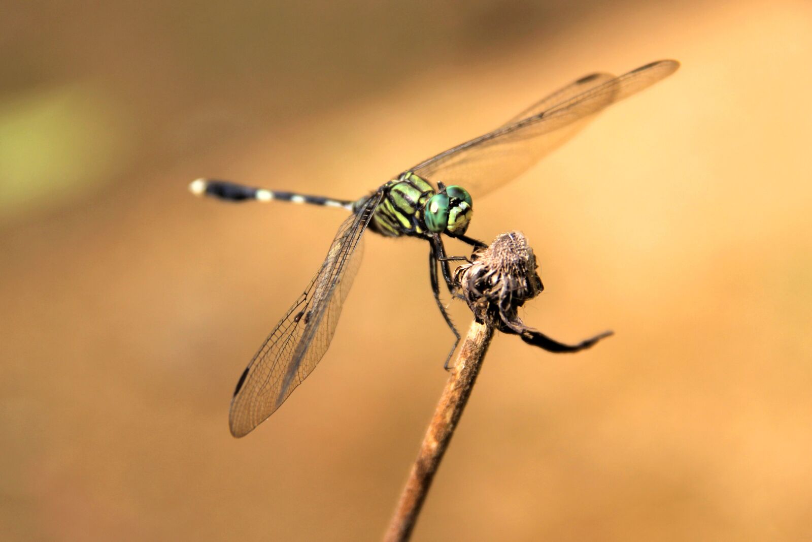 Canon EOS 60D sample photo. Dragonfly, bug, insect photography