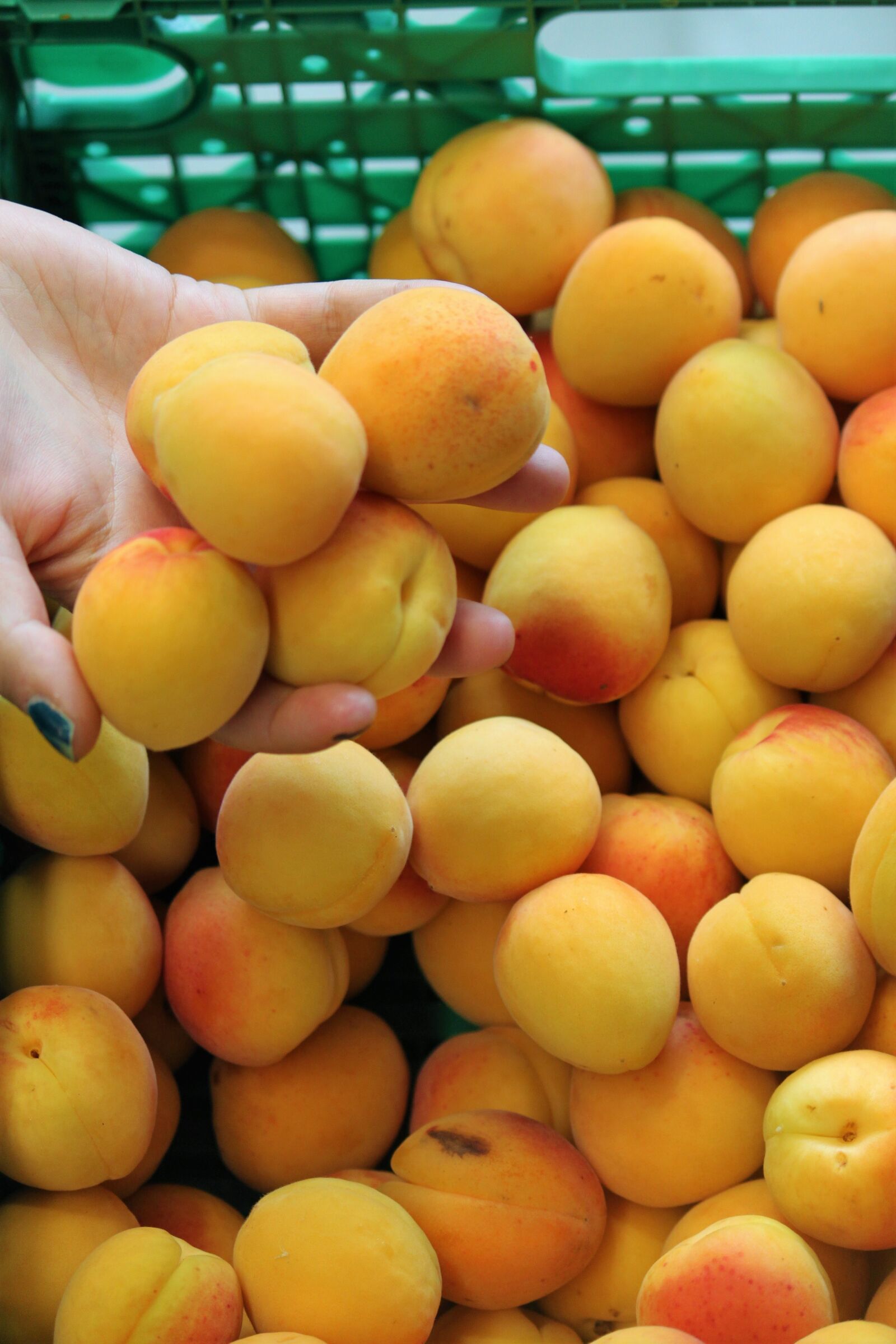 Canon EOS 500D (EOS Rebel T1i / EOS Kiss X3) sample photo. Apricots, summer, orange photography