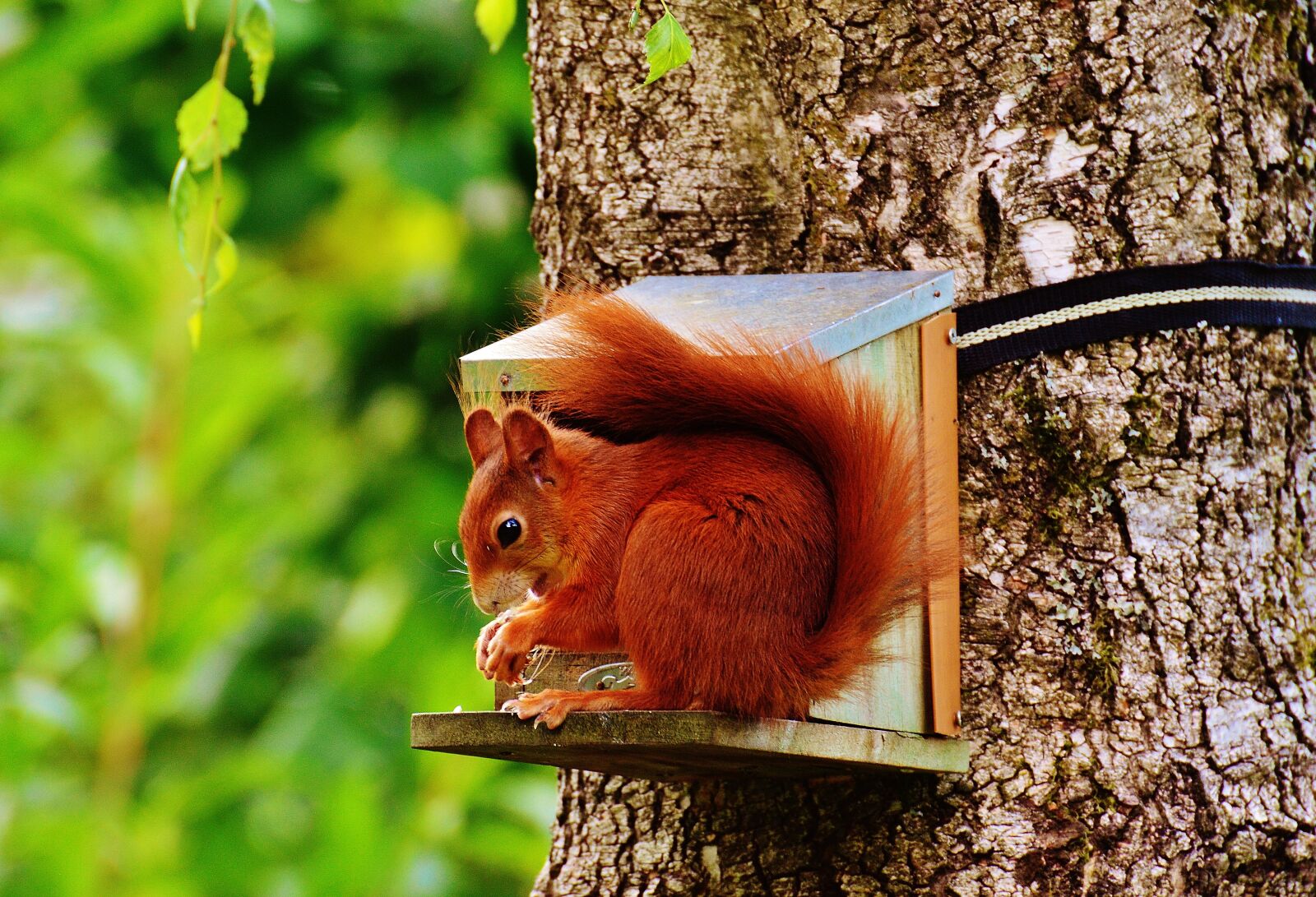 Nikon D3200 sample photo. Squirrel, nager, cute photography