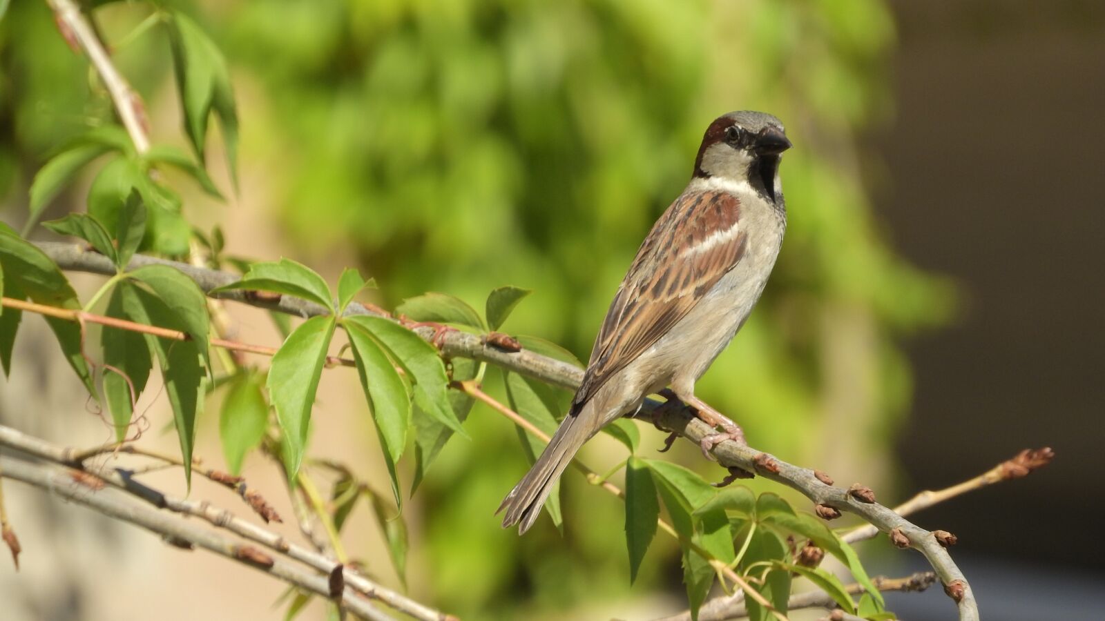 Nikon Coolpix P610 sample photo. House sparrow, sparrow on photography