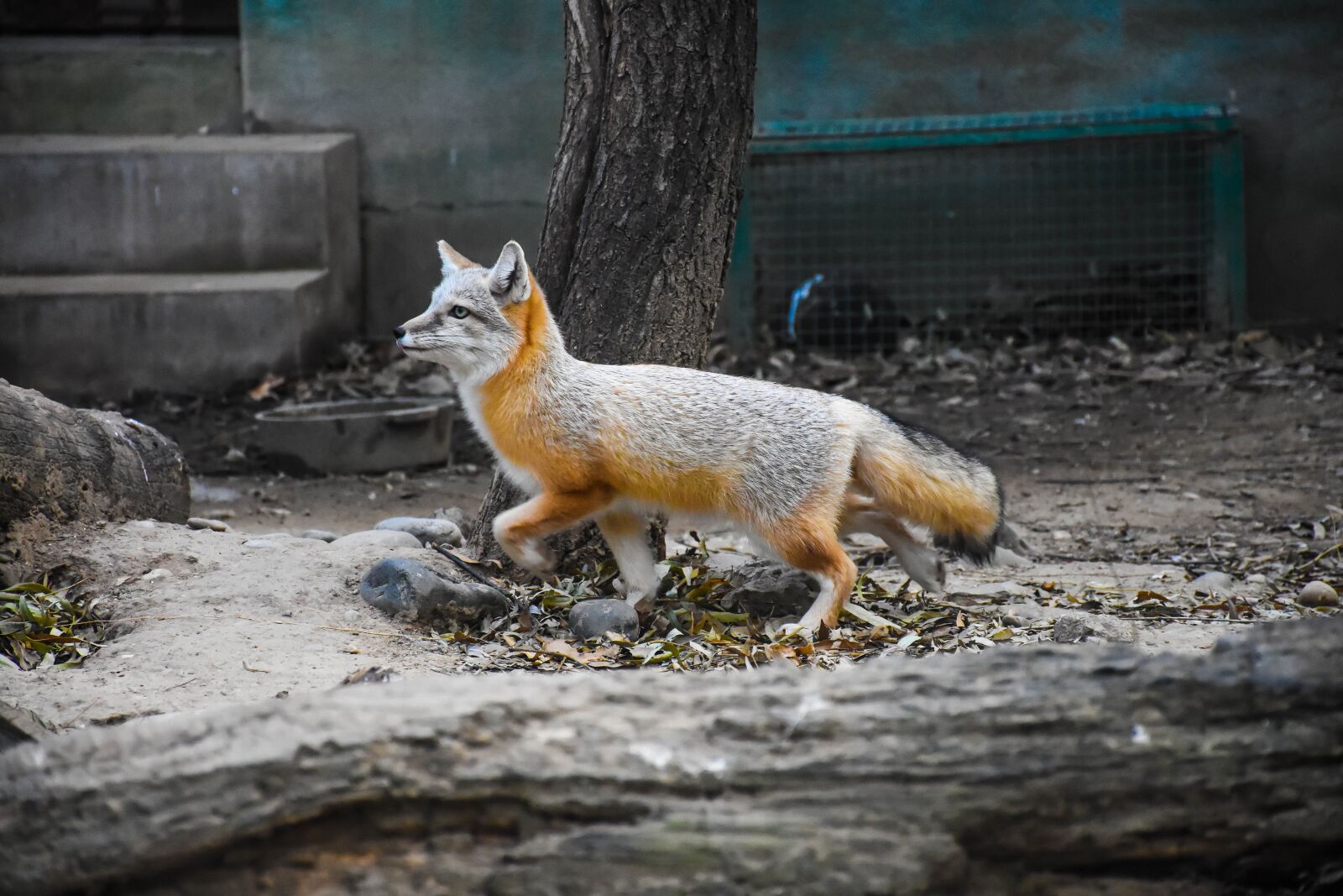 Nikon D7200 sample photo. Fox, animal, photography photography