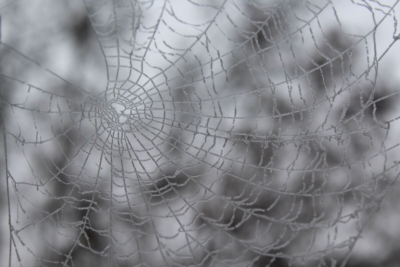 Canon EOS 1300D (EOS Rebel T6 / EOS Kiss X80) sample photo. Winter, cobweb, frozen photography