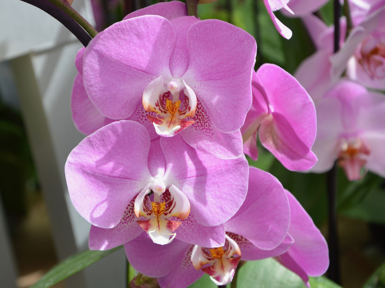 Nikon D5200 sample photo. Flowers orchid, pink flowers photography