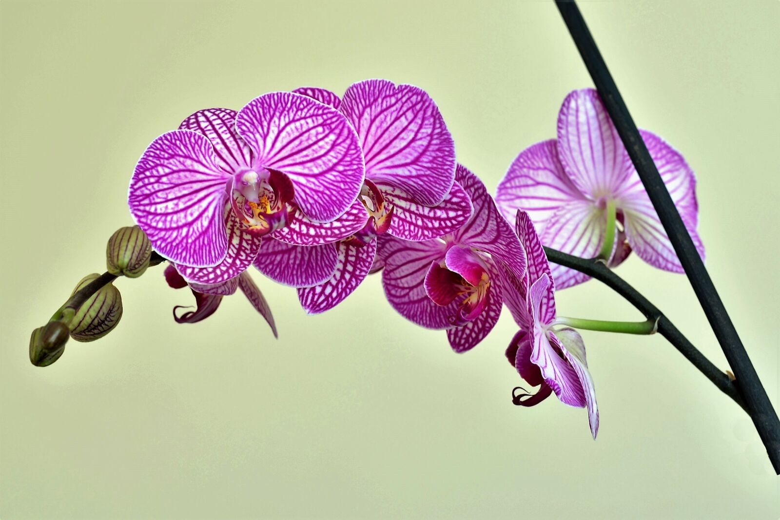 Nikon D5100 sample photo. Orchid, lila, flower photography