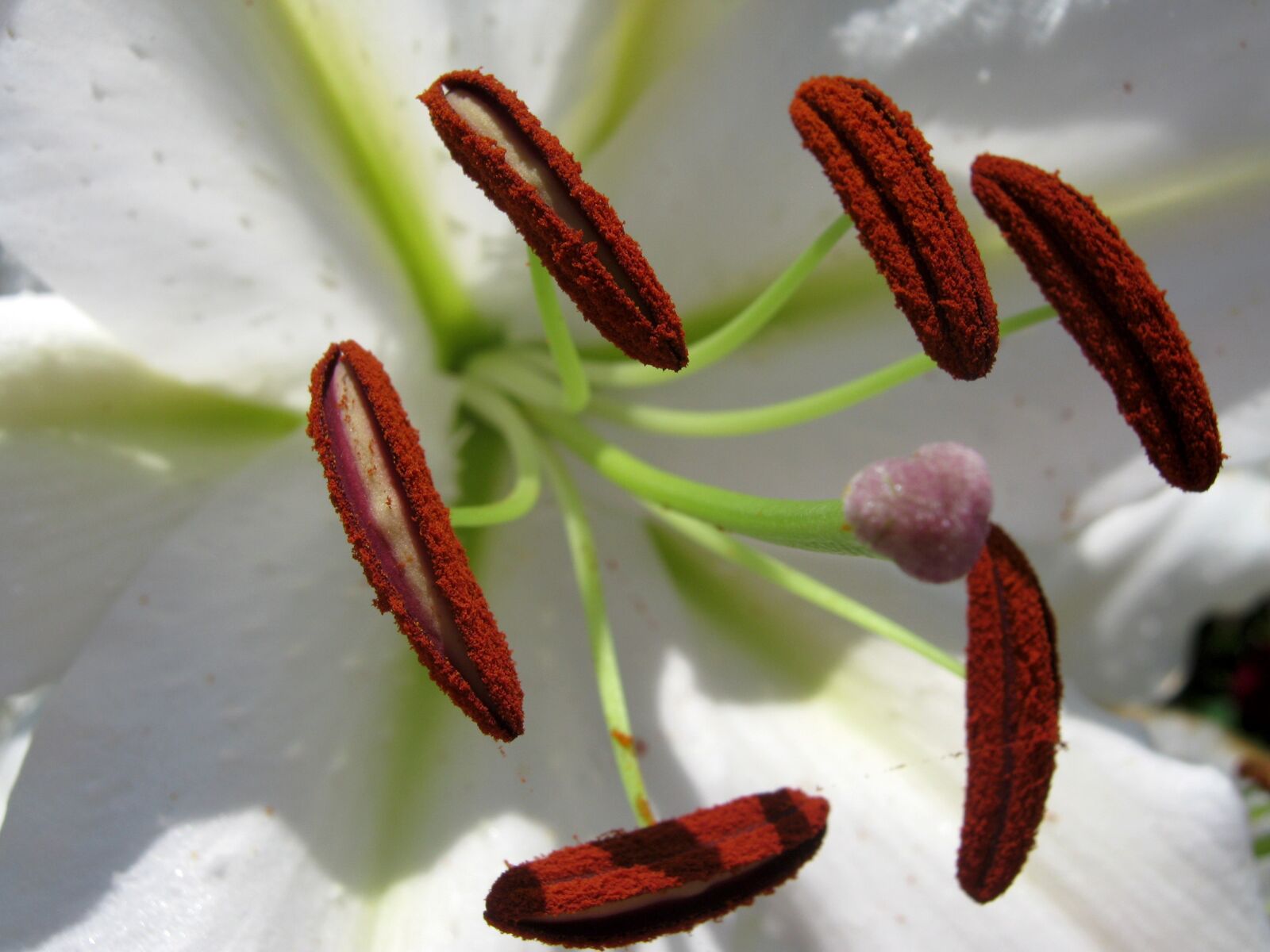 Canon PowerShot A480 sample photo. Stamens, pistil, flower photography