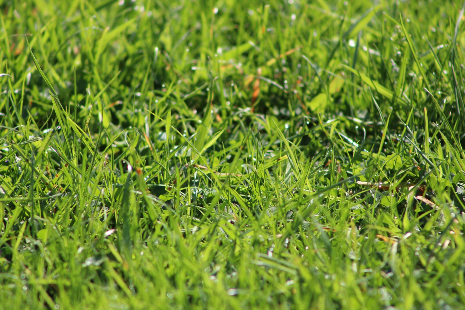 Canon EF75-300mm f/4-5.6 sample photo. Rush, green, grass photography