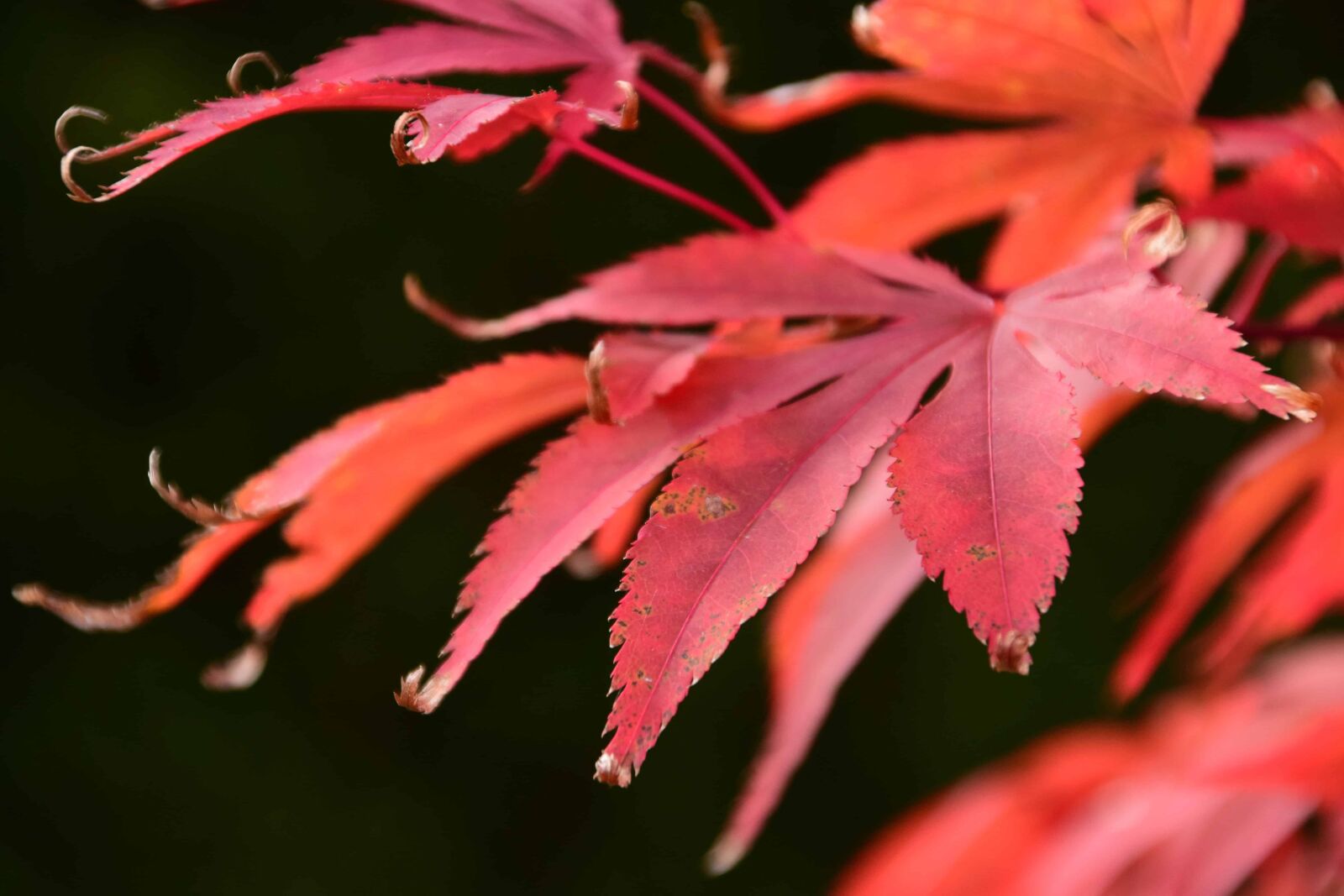 Nikon D3300 sample photo. Red leaf, nature, flora photography