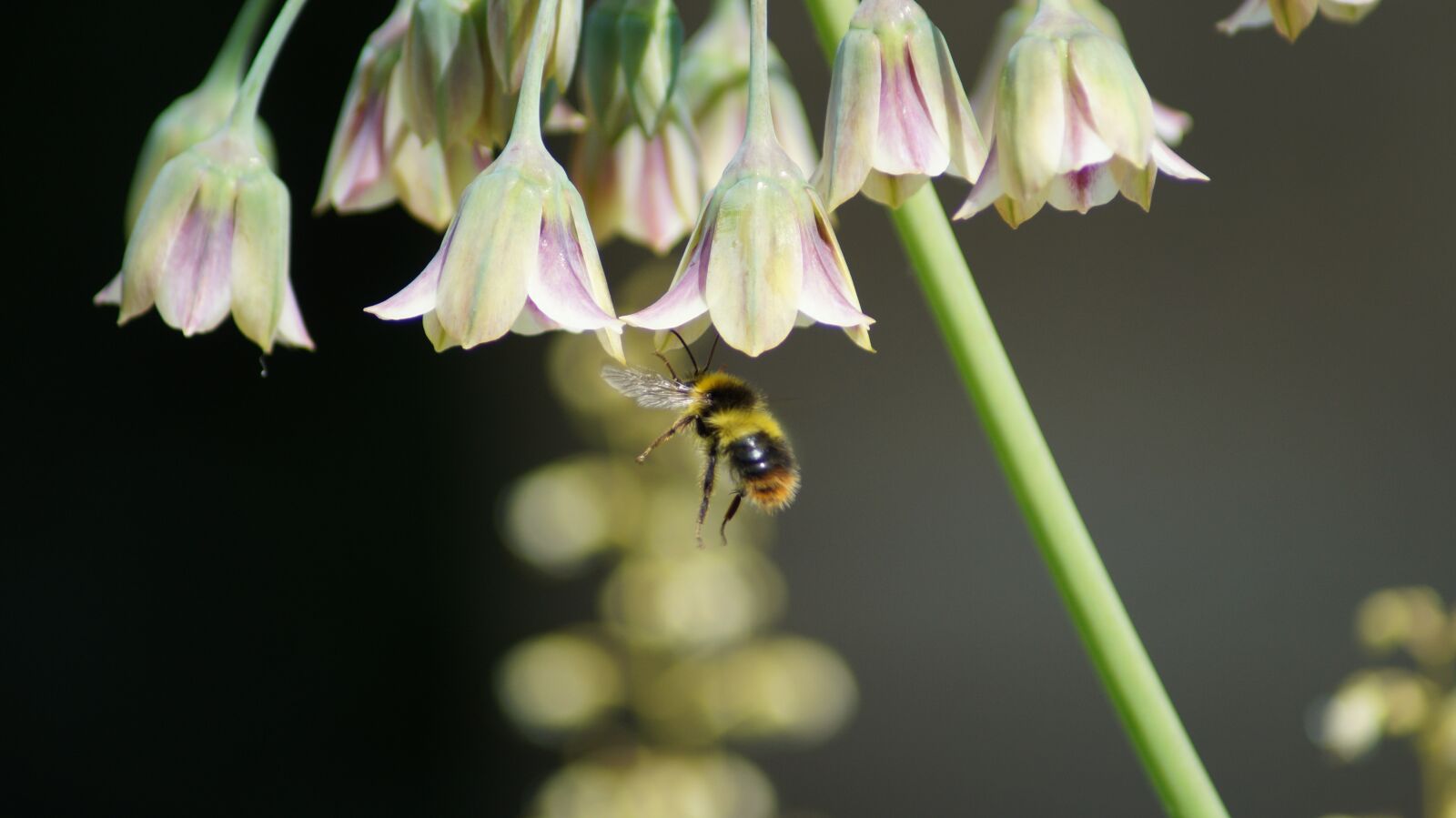 Sony SLT-A58 sample photo. Bee, insect, pollen photography