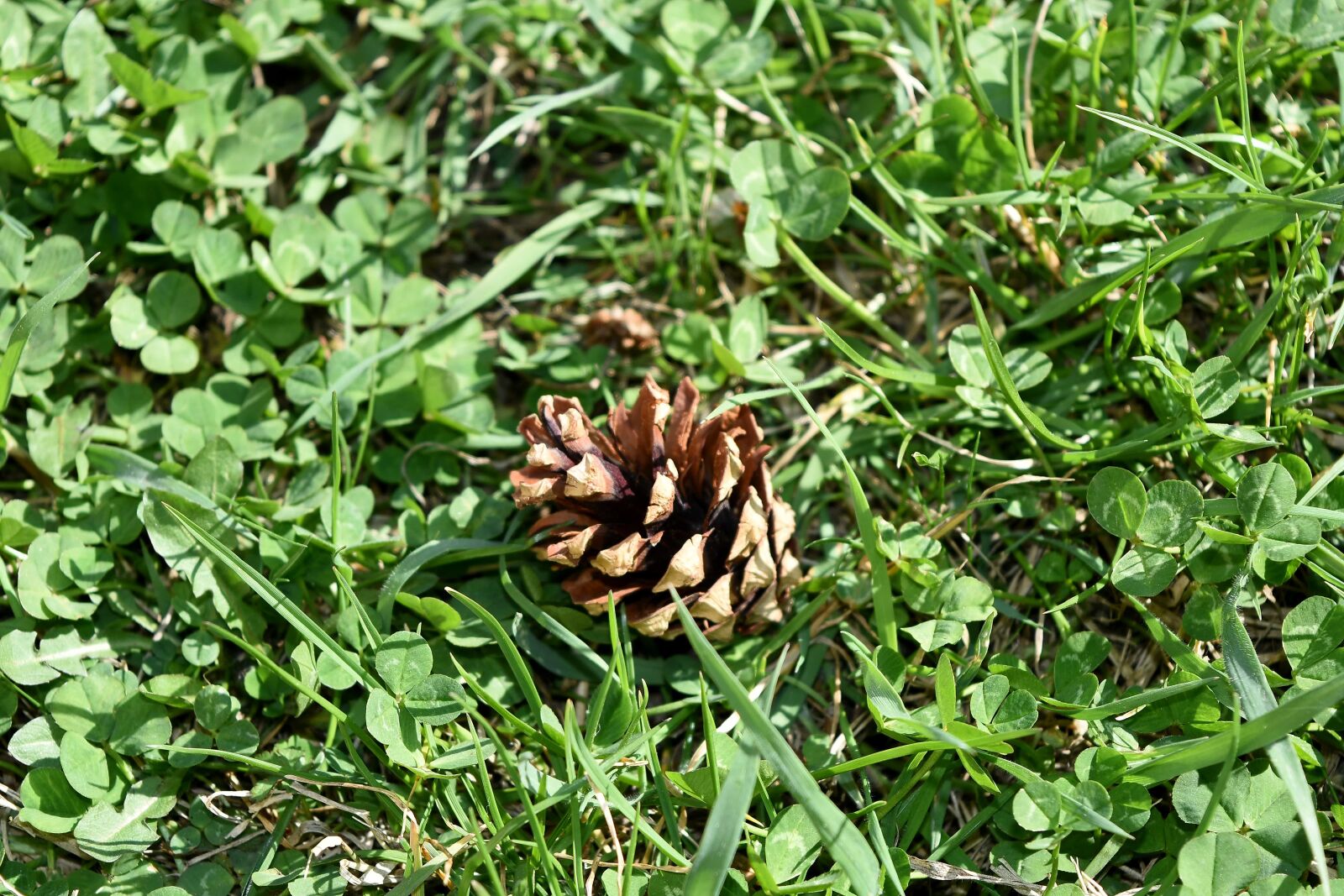 Nikon D5500 sample photo. Flora, leaf, nature, grass photography