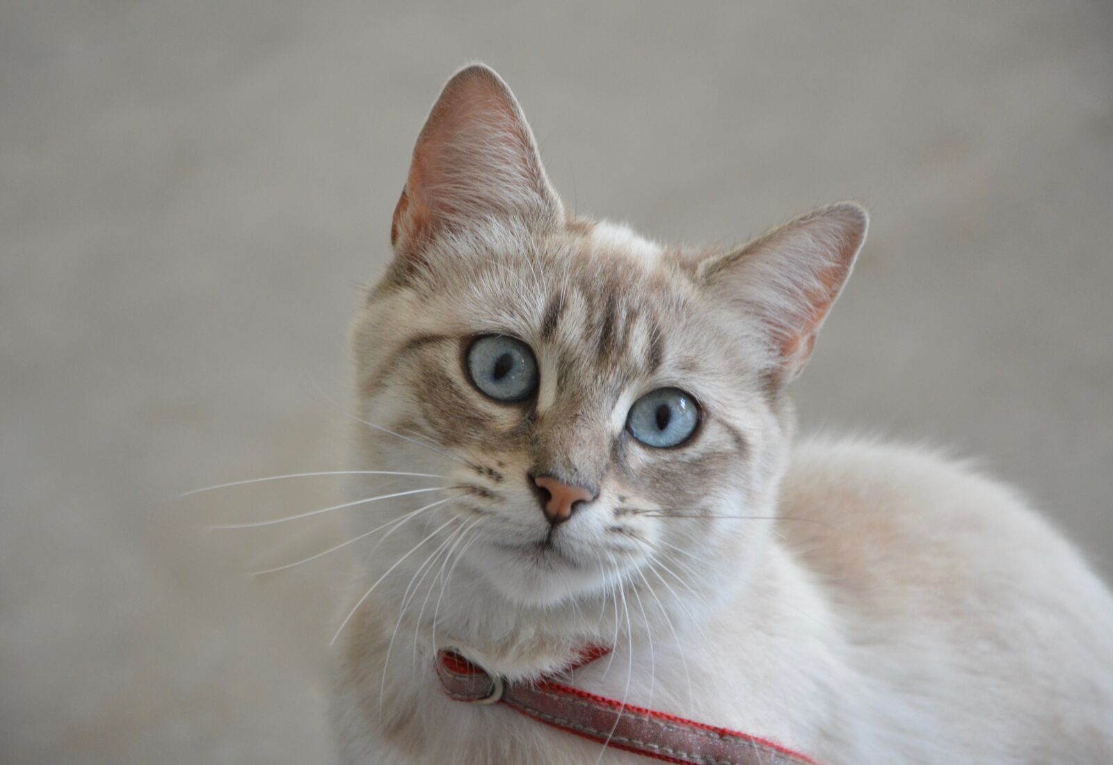 Nikon D5200 sample photo. Cat, pussy, look photography