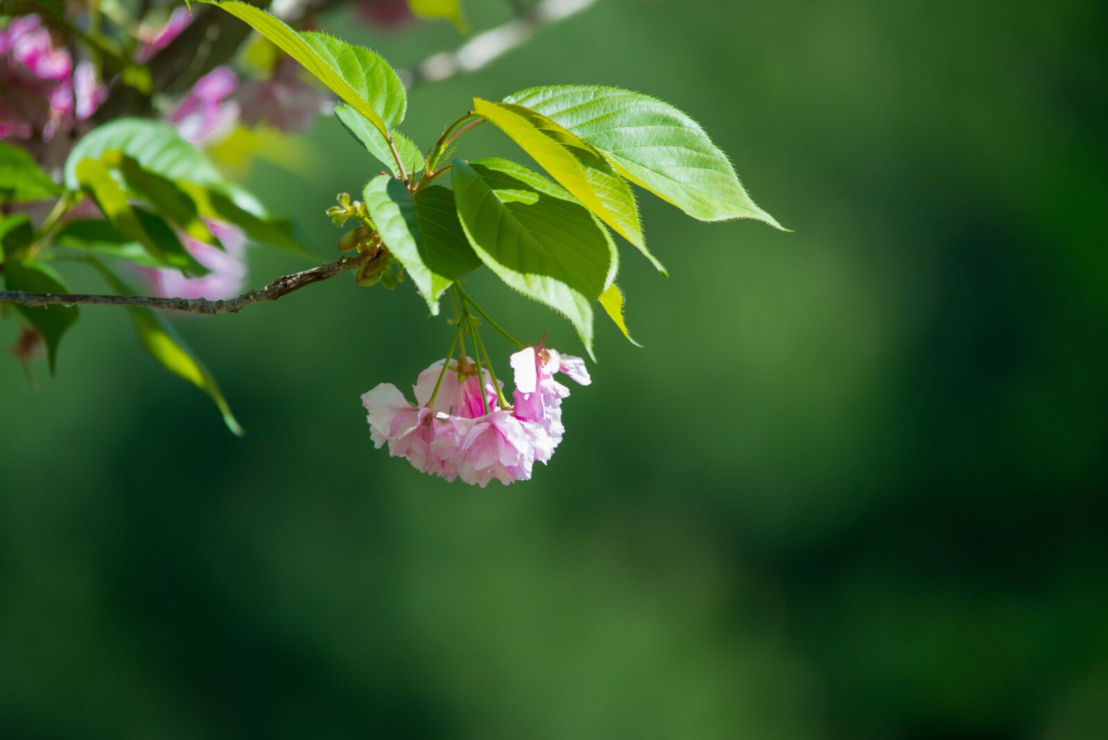 Nikon D800 sample photo. Spring, colors, flowers photography