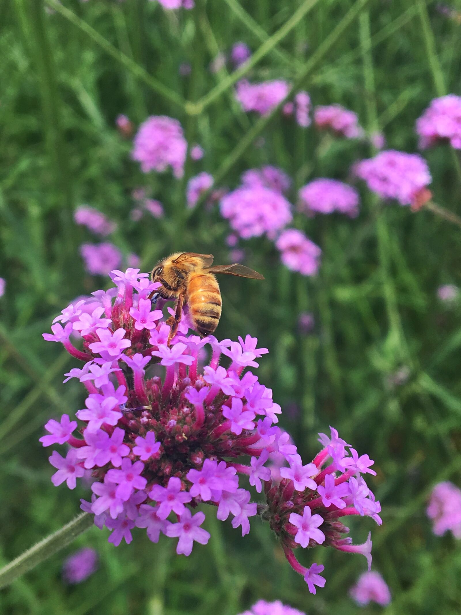 Apple iPhone 6s sample photo. Verbena, bee, in the photography