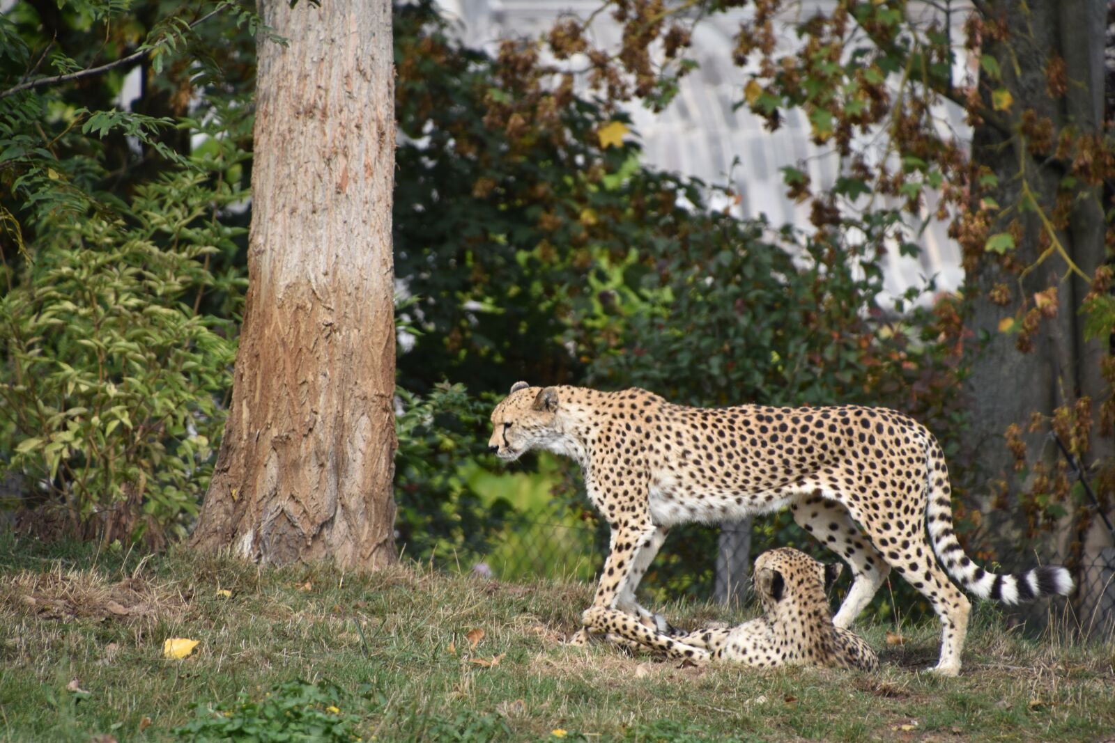 Nikon D5600 sample photo. Cheetah, couple, animal photography