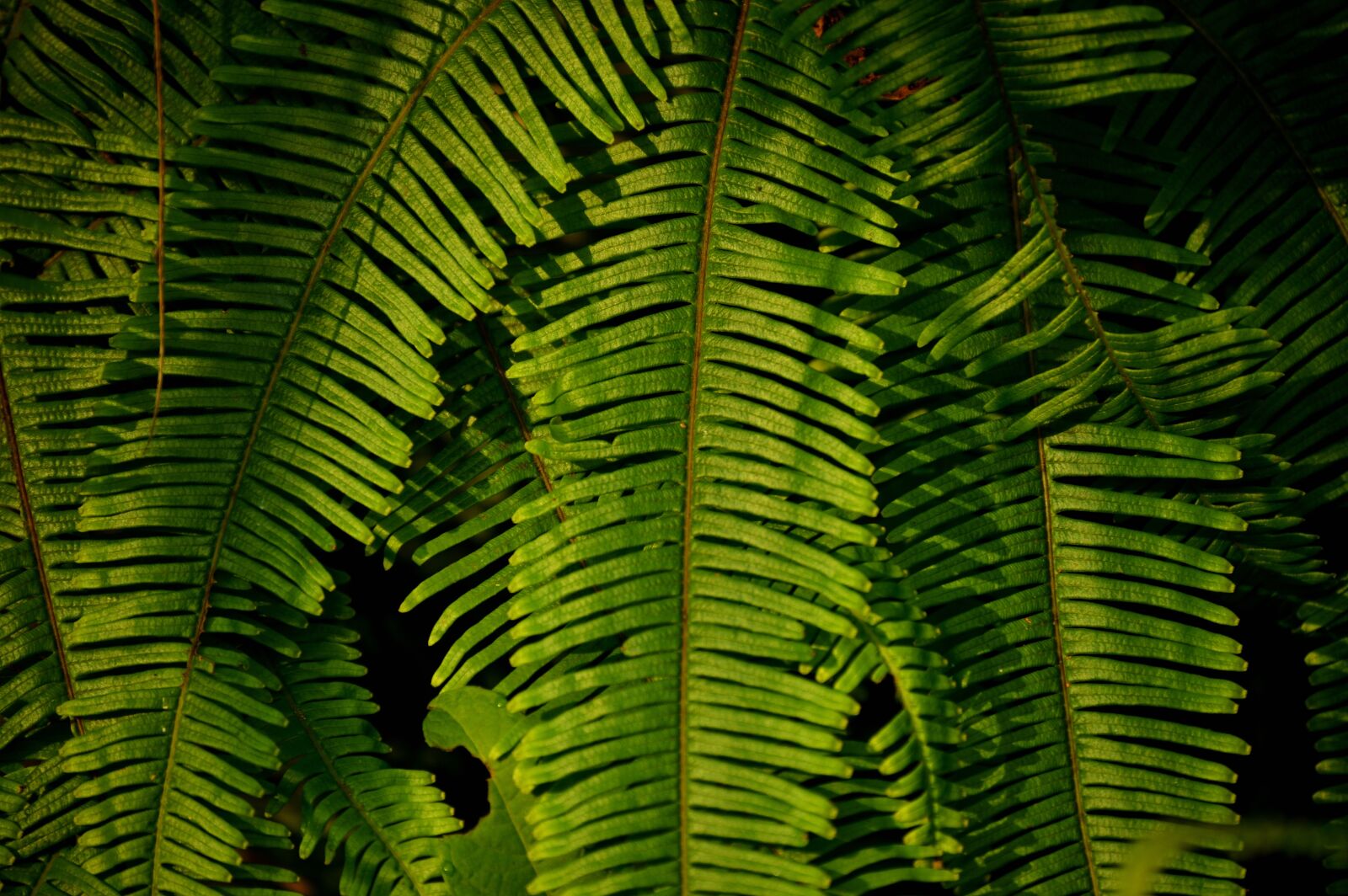 Nikon D3200 sample photo. Leaf, plant, green photography