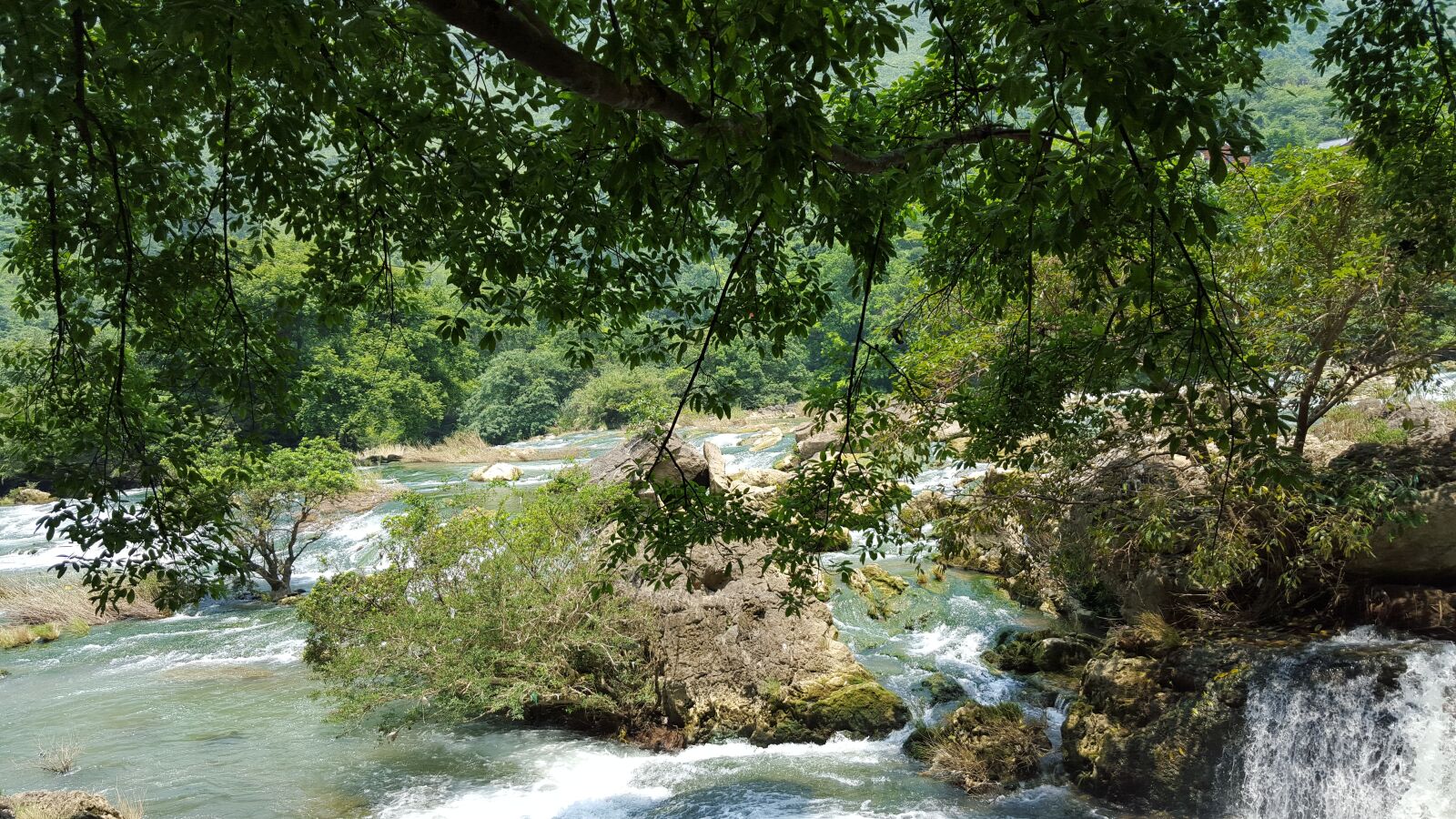 Samsung Galaxy S6 sample photo. Tree, water, primeval forest photography