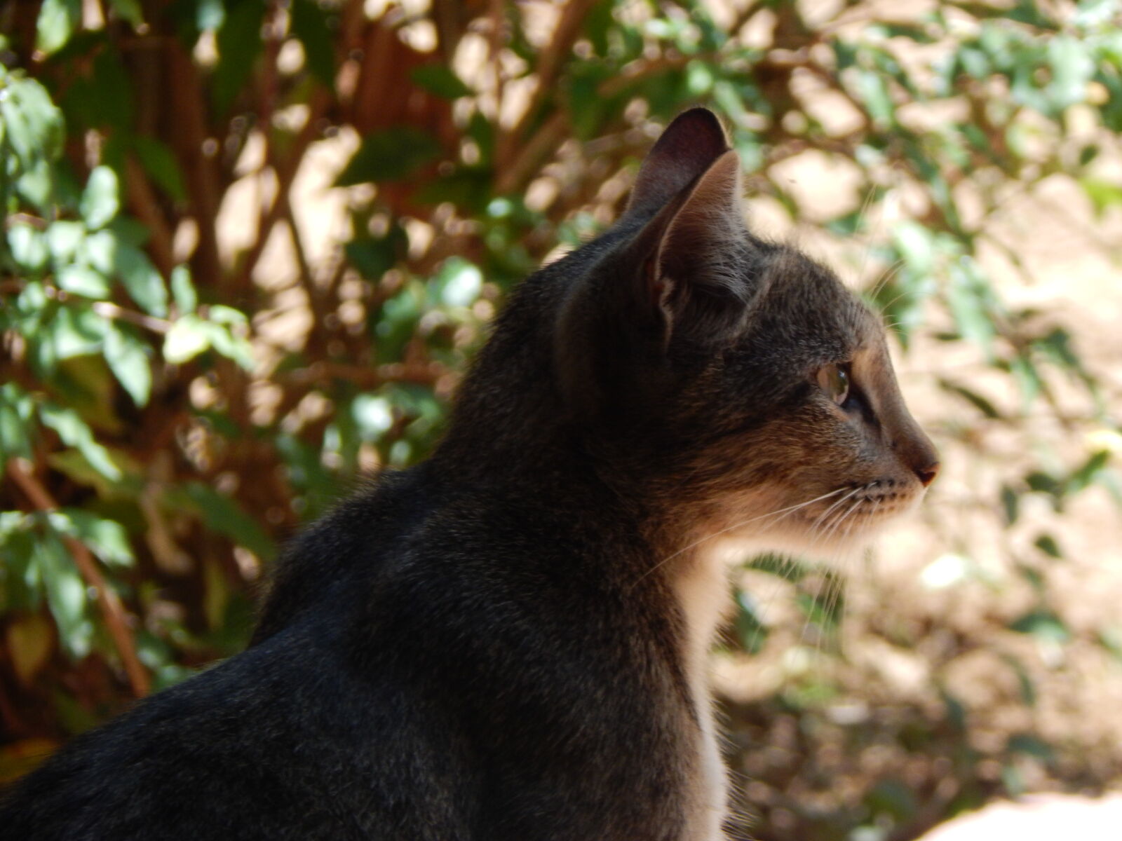 Nikon Coolpix L830 sample photo. Cats photography