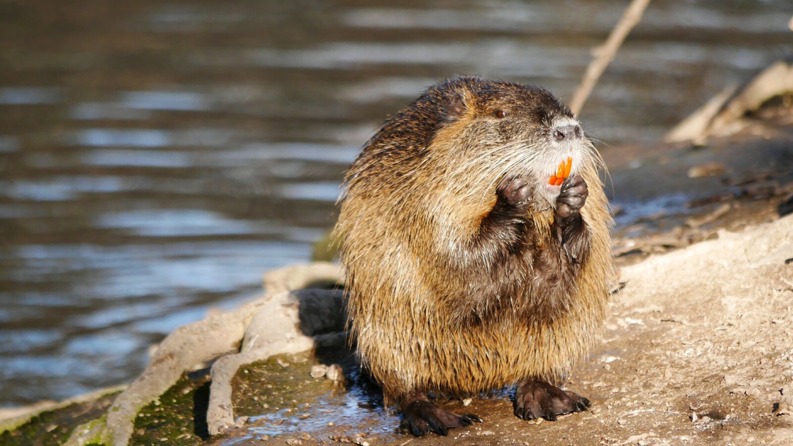 Panasonic Lumix DMC-GX7 sample photo. Fauna, water, nature photography