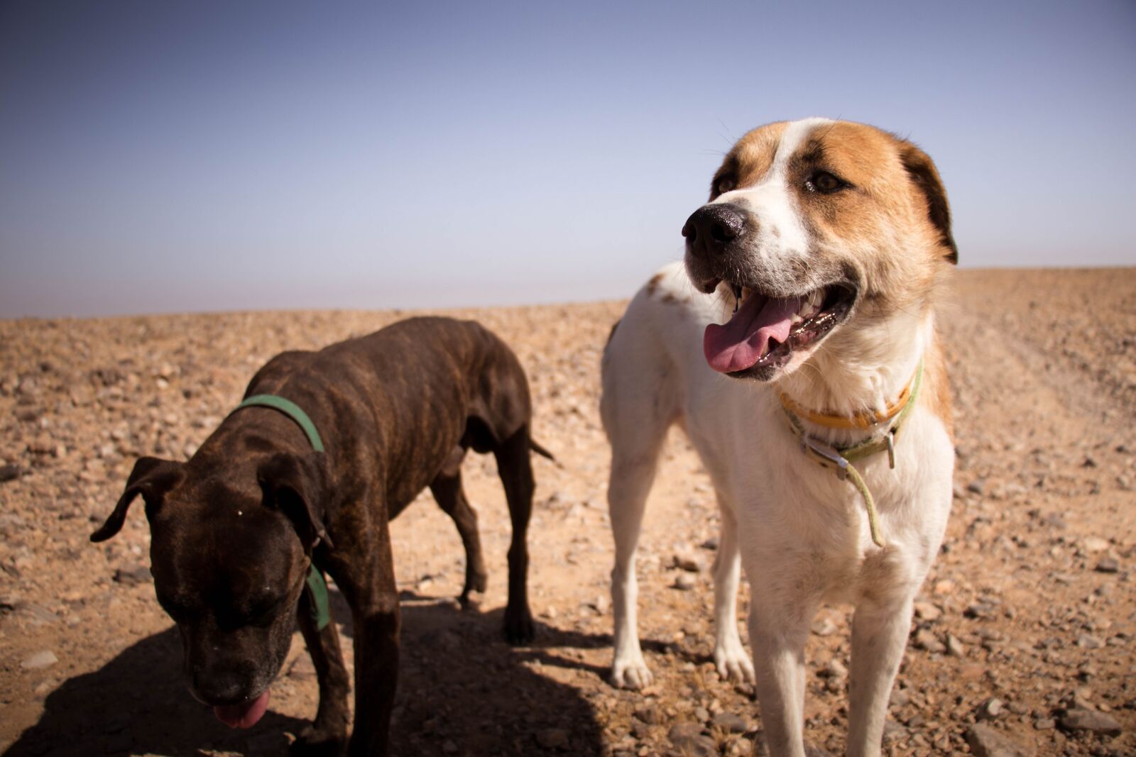 Canon EOS 80D sample photo. Dogs, nature, sun photography