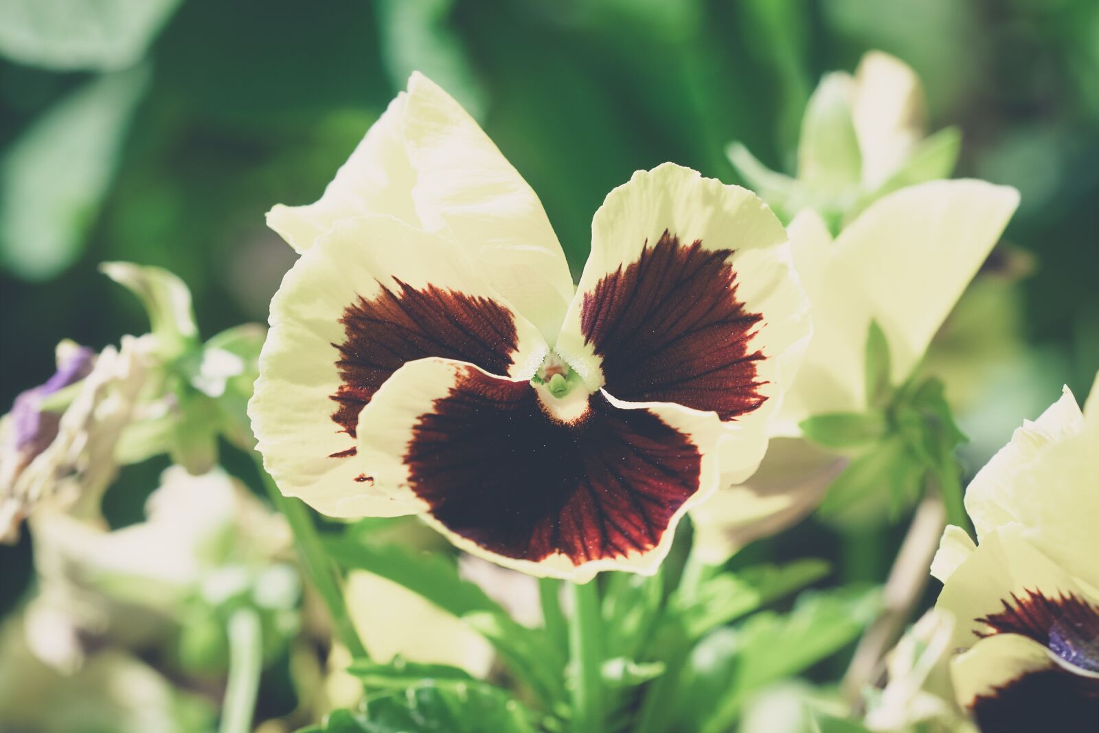 Nikon D7100 sample photo. Pansy, yellow, yellow pansy photography